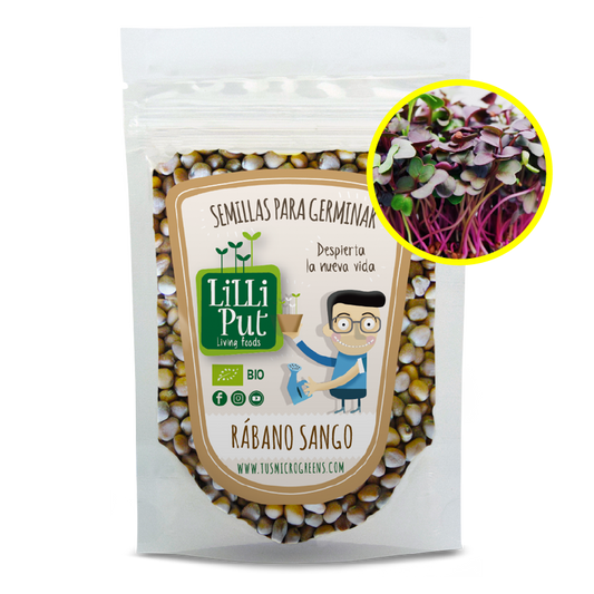 Rábano sango semillas de microgreens