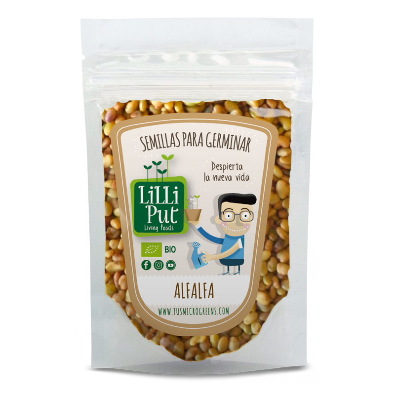 Alfalfa semillas microgreens