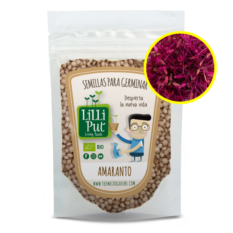 amaranto rojo semillas de microgreens