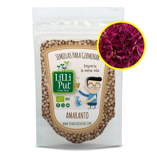 amaranto rojo semillas de microgreens