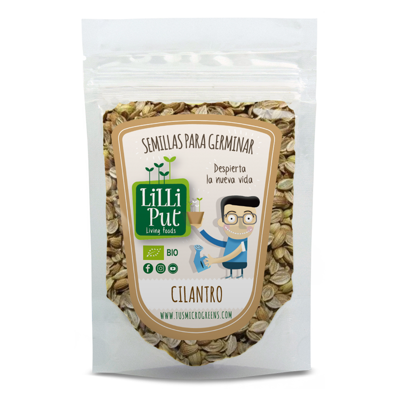 Cilantro semillas de brotes o microgreens