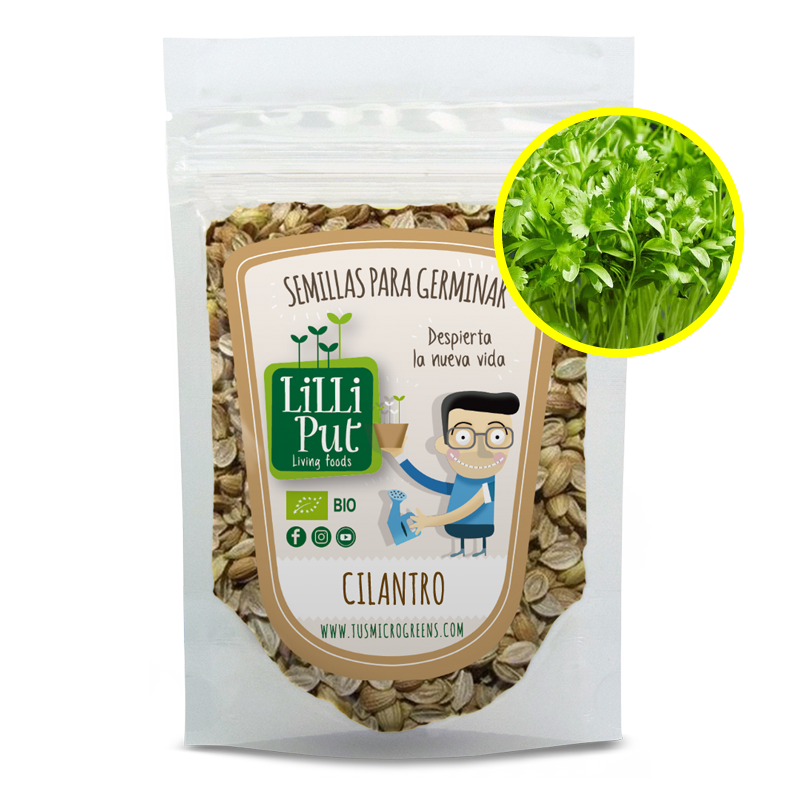 Cilantro partido semillas de microgreens