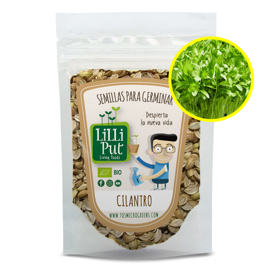 Cilantro partido semillas de microgreens