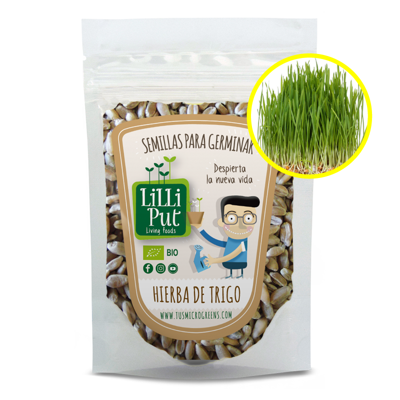 Semillas de para hierba de trigo o wheatgrass