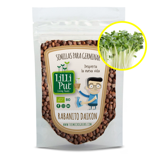 Rabano daikon semillas de microgreens