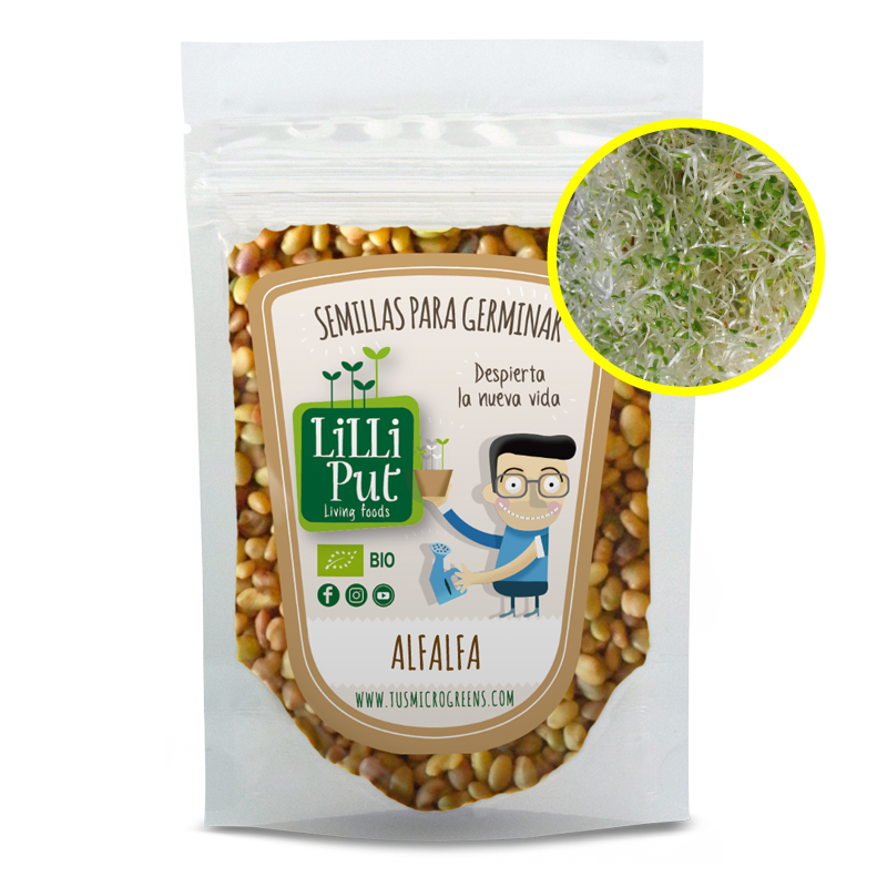 alfalfa semillas de germinados