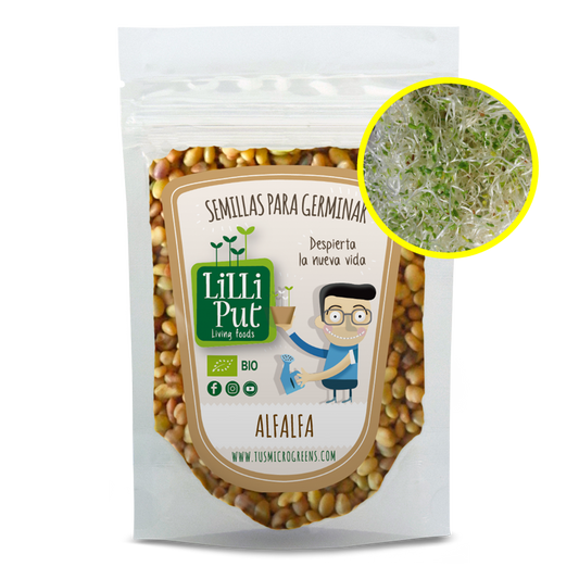 alfalfa semillas de germinados