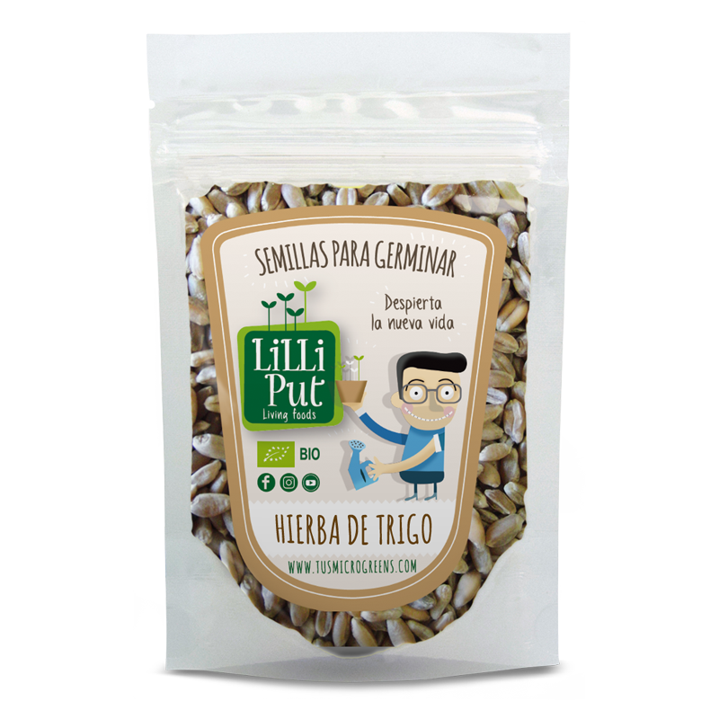 Semillas de Hierba de Trigo o Wheatgrass