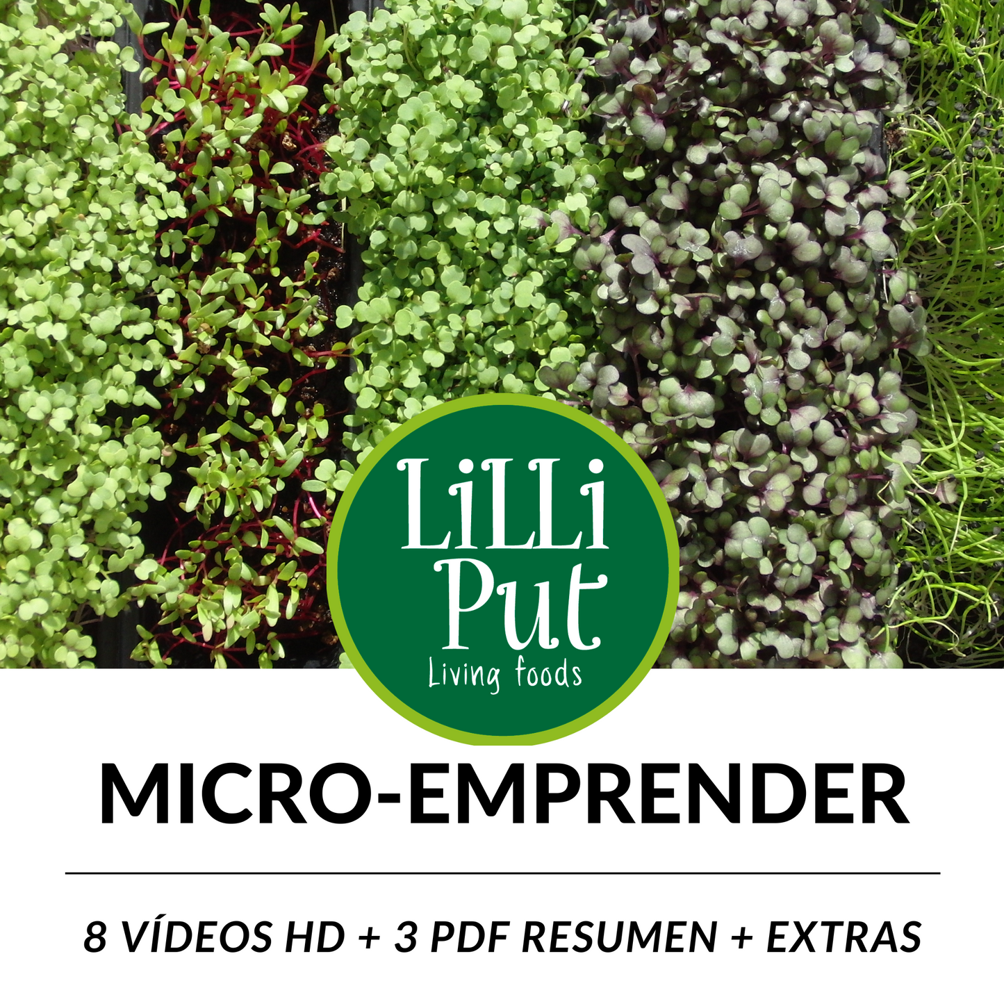 microgreens emprender con un cultivo local