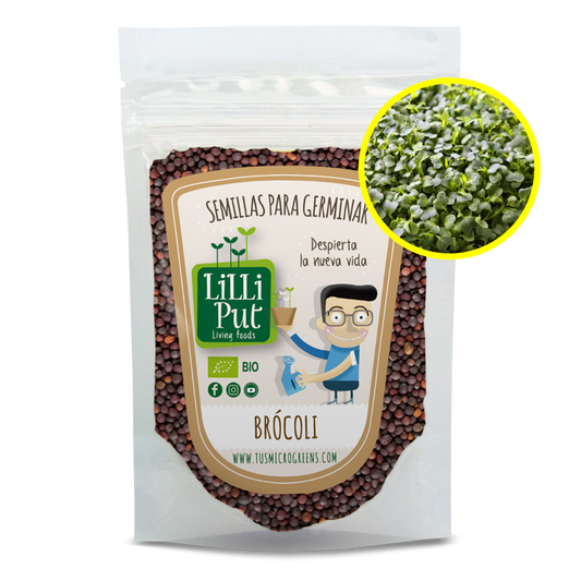 Brocoli semillas de germinados y microgreens