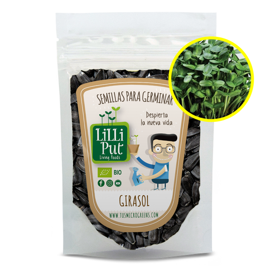 girasol semillas para microgreens