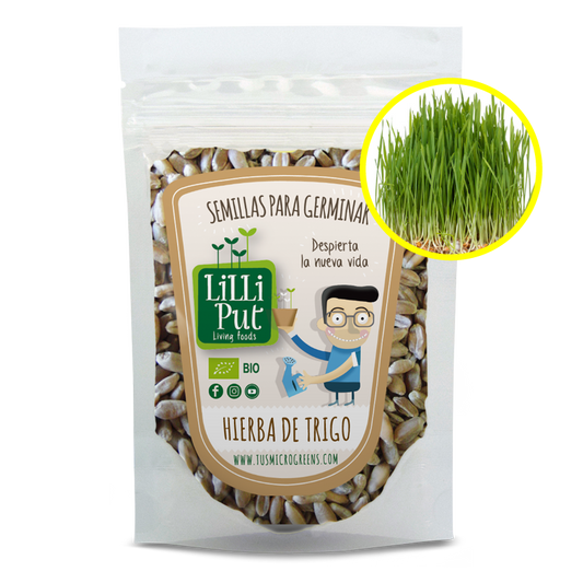 Semillas de para hierba de trigo o wheatgrass